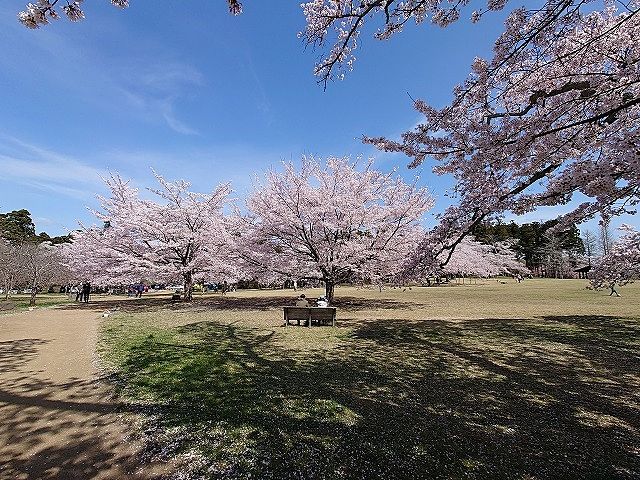 桜の名所 三神峯公園に行こう！
